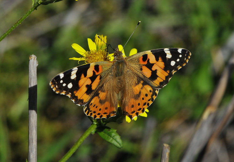 Vanessa cardui - Ancora una...